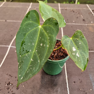 Dark Anthurium NOID