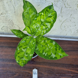 #46 Non TC Aglaonema Pictum Tricolor