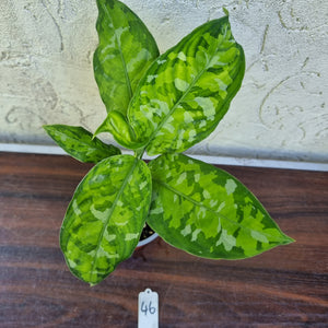 #46 Non TC Aglaonema Pictum Tricolor