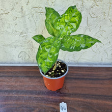 Load image into Gallery viewer, #46 Non TC Aglaonema Pictum Tricolor