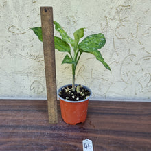 Load image into Gallery viewer, #46 Non TC Aglaonema Pictum Tricolor