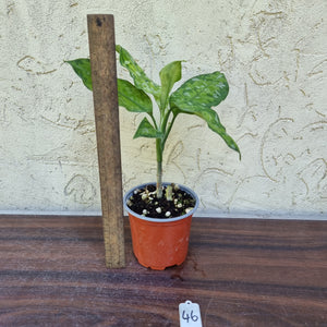 #46 Non TC Aglaonema Pictum Tricolor