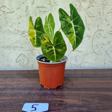 Load image into Gallery viewer, #5 Frydek Alocasia Aurea - Variegated Alocasia Micholitziana
