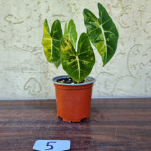 Load image into Gallery viewer, #5 Frydek Alocasia Aurea - Variegated Alocasia Micholitziana