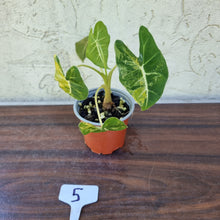 Load image into Gallery viewer, #5 Frydek Alocasia Aurea - Variegated Alocasia Micholitziana