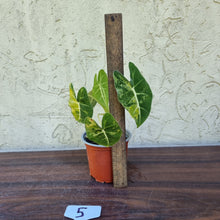 Load image into Gallery viewer, #5 Frydek Alocasia Aurea - Variegated Alocasia Micholitziana