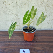 Load image into Gallery viewer, #5 Frydek Alocasia Aurea - Variegated Alocasia Micholitziana