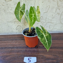 Load image into Gallery viewer, #5 Frydek Alocasia Aurea - Variegated Alocasia Micholitziana