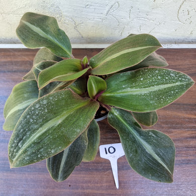 #10 Two x Siderasis Fuscata