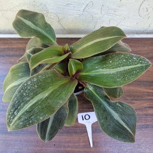 #10 Two x Siderasis Fuscata