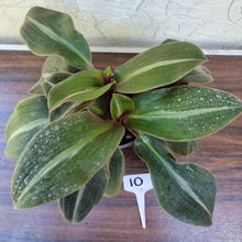 Load image into Gallery viewer, #10 Two x Siderasis Fuscata