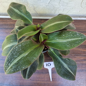 #10 Two x Siderasis Fuscata