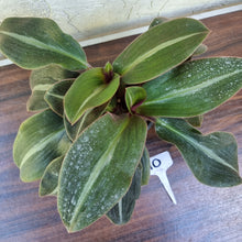 Load image into Gallery viewer, #10 Two x Siderasis Fuscata