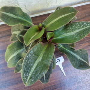 #10 Two x Siderasis Fuscata