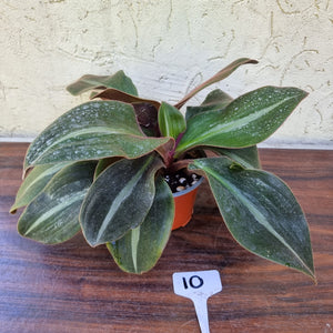 #10 Two x Siderasis Fuscata