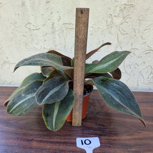 #10 Two x Siderasis Fuscata