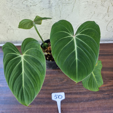 #50 Philodendron Gloriosum
