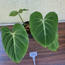 Load image into Gallery viewer, #50 Philodendron Gloriosum