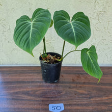 Load image into Gallery viewer, #50 Philodendron Gloriosum