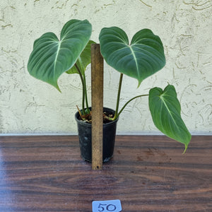 #50 Philodendron Gloriosum