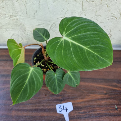 #34 Philodendron Gloriosum
