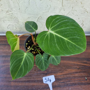 #34 Philodendron Gloriosum