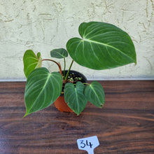 Load image into Gallery viewer, #34 Philodendron Gloriosum