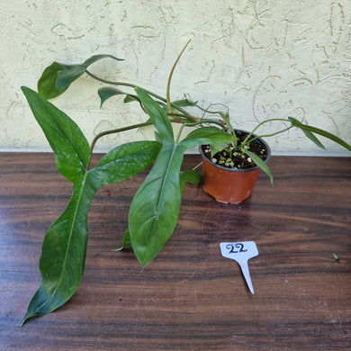 #22 Philodendron 69686 - 'Big Ears'