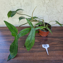 Load image into Gallery viewer, #22 Philodendron 69686 - &#39;Big Ears&#39;