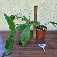 Load image into Gallery viewer, #22 Philodendron 69686 - &#39;Big Ears&#39;