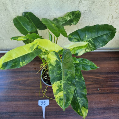 #35 Large Variegated Philodendron Burle Marx