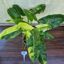 Load image into Gallery viewer, #35 Large Variegated Philodendron Burle Marx
