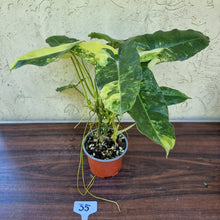 Load image into Gallery viewer, #35 Large Variegated Philodendron Burle Marx