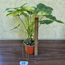 Load image into Gallery viewer, #35 Large Variegated Philodendron Burle Marx