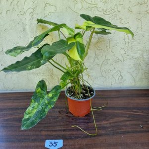 #35 Large Variegated Philodendron Burle Marx
