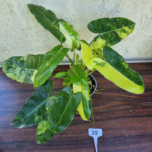 #35 Large Variegated Philodendron Burle Marx