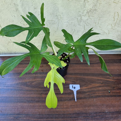 #4 Philodendron Florida Ghost - NON TC
