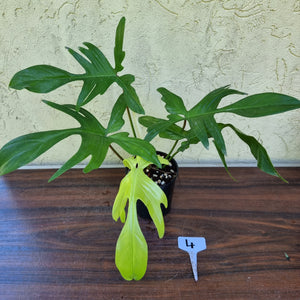 #4 Philodendron Florida Ghost - NON TC