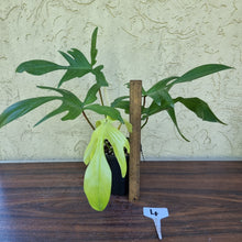 Load image into Gallery viewer, #4 Philodendron Florida Ghost - NON TC