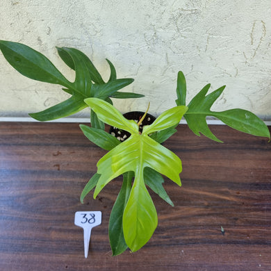 #38 Philodendron Florida Ghost - NON TC