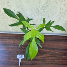 Load image into Gallery viewer, #38 Philodendron Florida Ghost - NON TC
