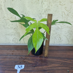 #38 Philodendron Florida Ghost - NON TC