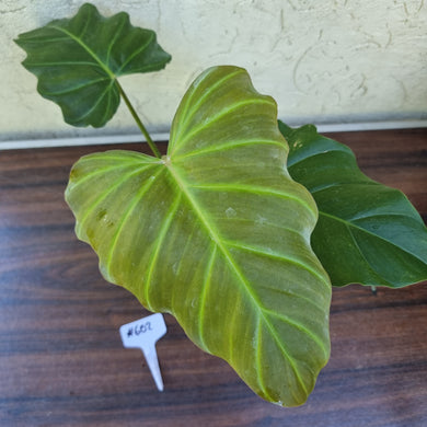 #602 Philodendron Corsinianum / 'Bronze Shield'