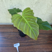Load image into Gallery viewer, #602 Philodendron Corsinianum / &#39;Bronze Shield&#39;