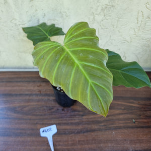 #602 Philodendron Corsinianum / 'Bronze Shield'