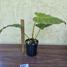 Load image into Gallery viewer, #602 Philodendron Corsinianum / &#39;Bronze Shield&#39;