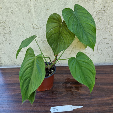 #D3 Philodendron Tenue x Plowmanii