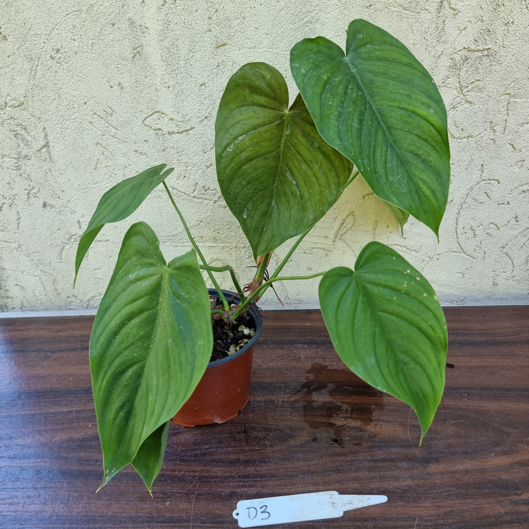 #D3 Philodendron Tenue x Plowmanii