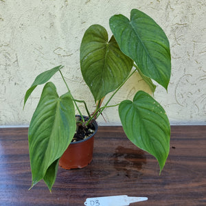 #D3 Philodendron Tenue x Plowmanii