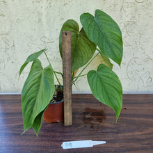 Load image into Gallery viewer, #D3 Philodendron Tenue x Plowmanii